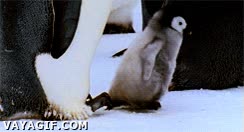 ping&uuml;ino,ping&uuml;initos,cr&iacute;a,viernes,alegr&iacute;a,adorable