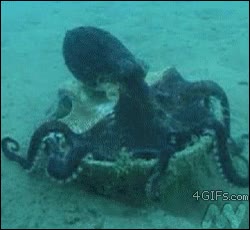 pulpo,caparaz&oacute;n,arrastrar,silla,fiesta,quien fue a sevilla perdio su silla