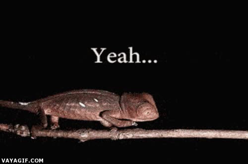 camaleon,avanzar,walking,caminar,dudar,rama,palante y patras