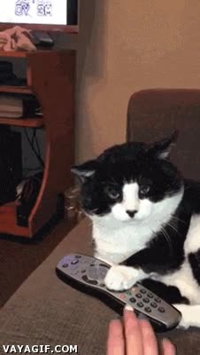 gato,enfadado,mando a distancia,tele,defender,intentar,quitar