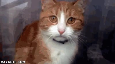 tristeza,abandono,cristal,triste,felino,gato,abandonar