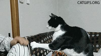 gato,pata,pedir,acariciar,hombre,mimos,mimoso