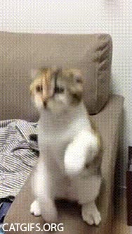 Justin Bieber,gato,oidos,escuchar,orejas,arrancar