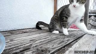 gato,señorito,tirar,vaso,agua