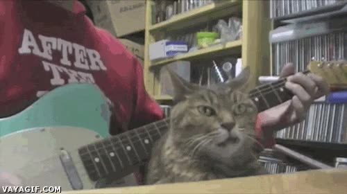 guitarra electrica,tocar,quieto se est&aacute;,ser&aacute; que le gusta,impasible,gato