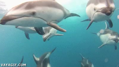 delfín,mar,bandas,blancas,delfines