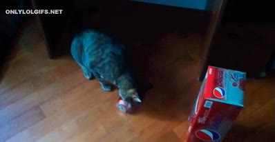 gato,lata,pepsi,morder,perforar,romper,salpicar