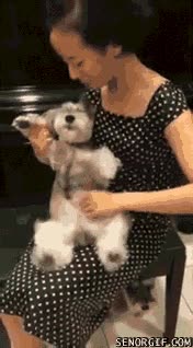 perro,rascar,barriga,guitarra,dog guitar,asiatica,tocar