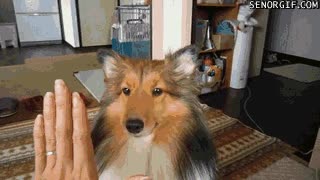 mordisco merecido,lassie,high five,collie,perro