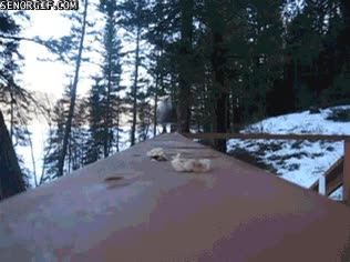 cogerlo todo,pan,galletas,pajaro,con el ansia