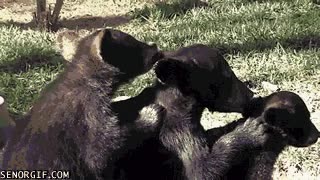 osos,acicalarse,cadena,limpiar,unos a otros,hermanos