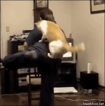 tele,ejercicio,wii fit,montarse,subir,gato