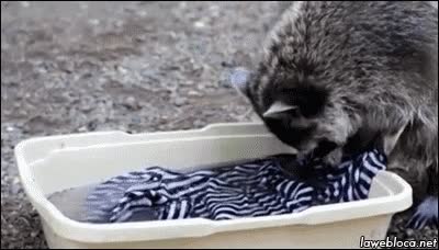 mapache,colara,lavar,ropa,limpiar,jugar