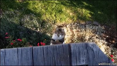 trepar,gato,escalador,tejado,columna,palo