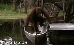 canoa,barca,orangutan,paso de todo,remar