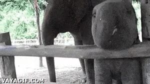 elefante,cria,elefantito,platanos,trompa