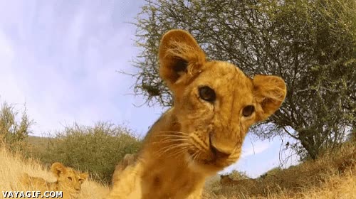 rugido adorable,leoncito,cachorro,leon,gatito,gato,despertar