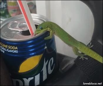 sprite,refresco,lagarto,lagartija,tomar