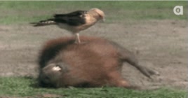 equilibrio,rodar,girar,ave,capibara