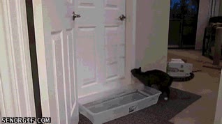 ¿Realmente pensabas que un cubo con agua iba a impedirme abrir la puerta? agua,palangana,cubo,pomo,puerta,ninja jefe,abrir,gato