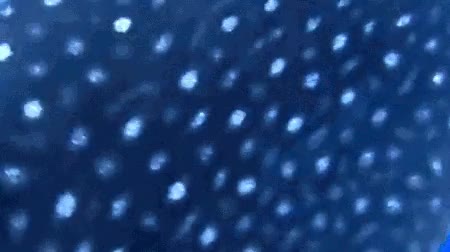 tiburon ballena,aparecer,submarinistas,sorpresa