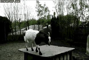 barcelona,defensa,futbol,pelota,despejar,rematar de cabeza,cabra,bar&ccedil;a