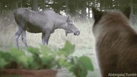 cara de sorpresa,flipar,gato,alce,mirar