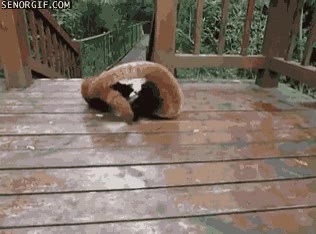 juguetear,jugar,panda rojo,lucha,pelea