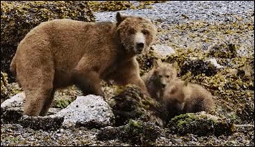 cachorro,piedra,roca,aplastar,cachorros,crias,oso,oseznos