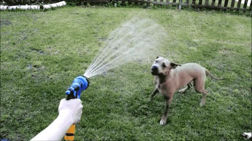 Perros que se pueden tirar horas intentando morder algo que es físicamente imposible morder insistencia,manguera,agua,chorro,intentar,mordor,perro