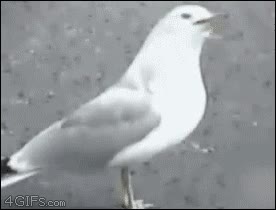 gaviota,salchicha,hot dog,perrito caliente,vomitar,regurgitar