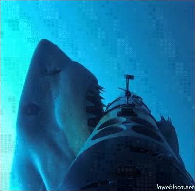 escalofrio por tu espalda,tiburon,morder,atacar,comer,camara