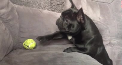 coger,sofa,intentar,bulldog frances,perro,pelota