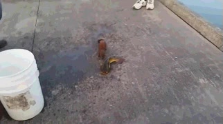 pescadores,ladron,cubo,pez,pescado,huron,robar