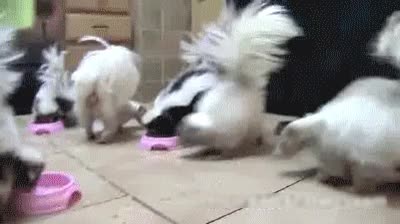 se podr&iacute;a liar muy fuerte,pestazo,mascota,comida,mofetas,peste