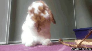 repelus,agua,lavarse