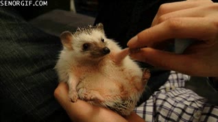 sellado,trato,dar la mano,dar la patita,erizo,the deal is sealed