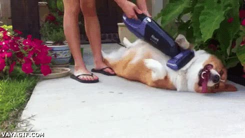 perro,corgi,aspiradora,caricia,mimo