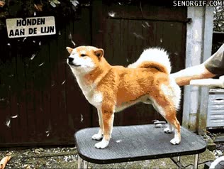 perro,secador,pelos suelos,shiba