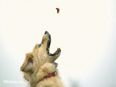 slowmo,perro,camara lenta,treat,salto