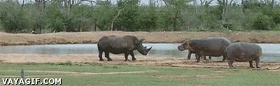 pelea,lucha,hipopotamo,rinoceronte