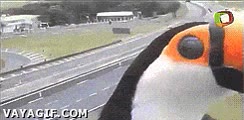 Tucán se vuelve loco al descubrir una cámara de tráfico y saluda a toda su familia flipante,carrera,tucan