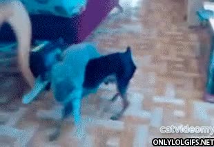 perro,gato,llevar,tumbado