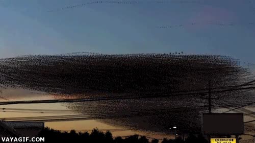 p&aacute;jaros,huir,cable