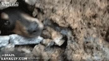 rescate,tierra,enterrado,perro,perrete