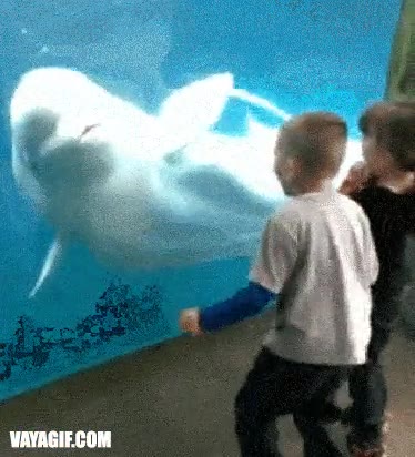 beluga,ballena,niños,acuario