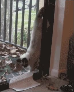 puerta,entrar,gato