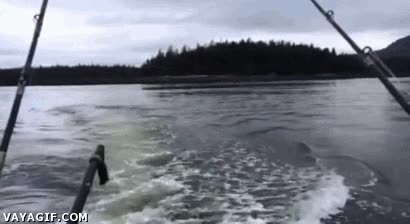 lanzar,mar,aire,ballena,leon marino,foca