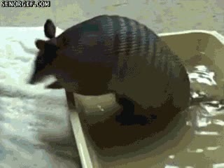 fr&iacute;a,helada,cubos,agua,armadillo