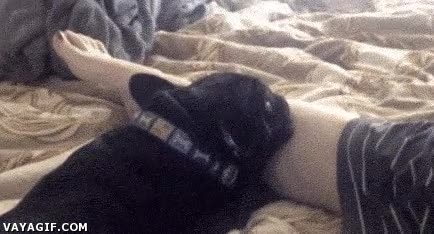 bulldog franc&eacute;s,perro,piernas,cama,dormir,apartar,molestar